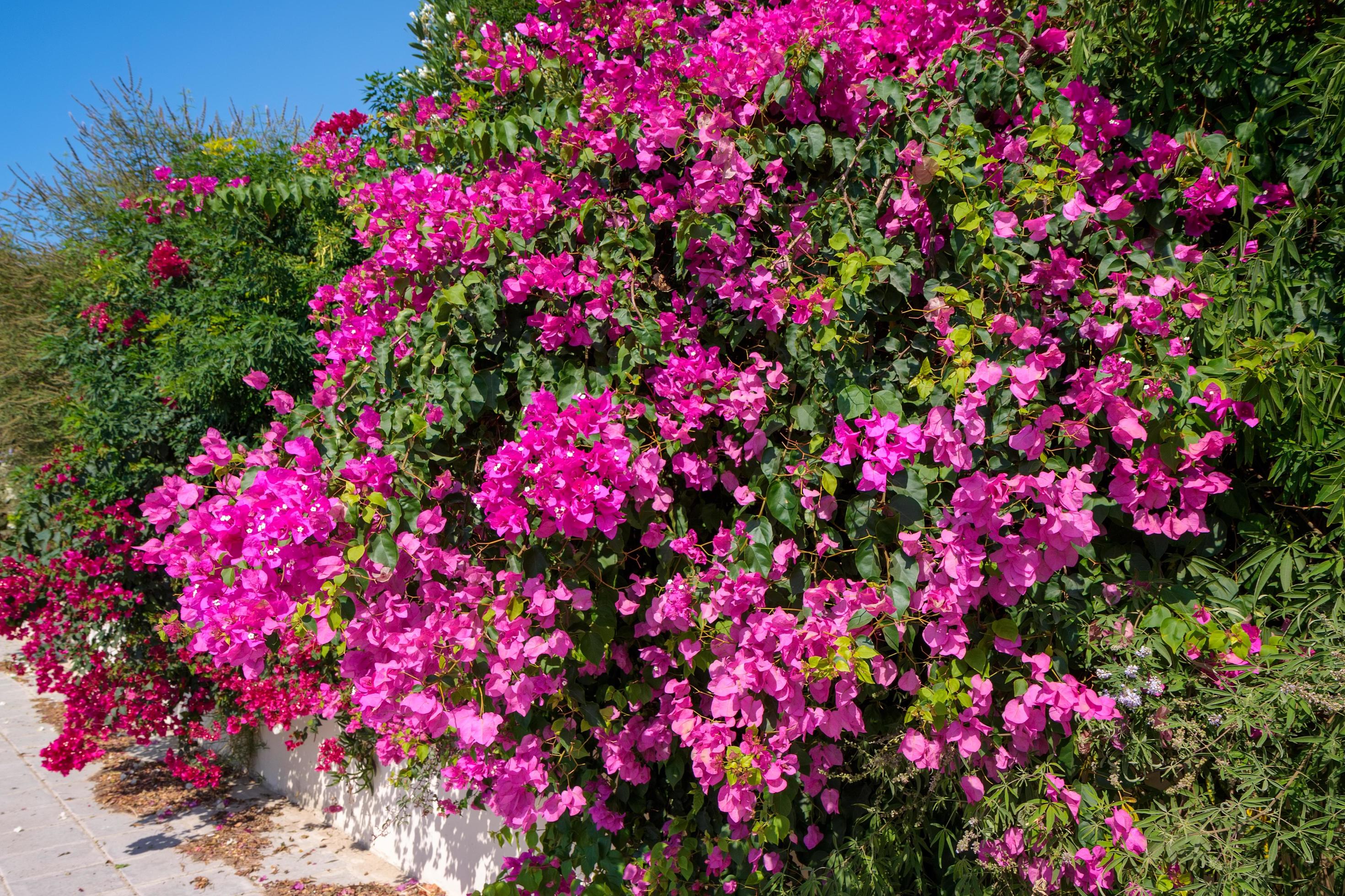 A large Bougainvillea shrub flowering profusely in Cyprus Stock Free