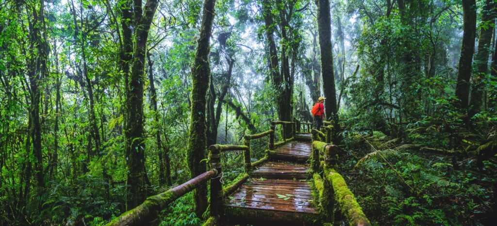 Asian women travel relax Nature Study in the Jungle at Chiangmai in Thailand. Stock Free