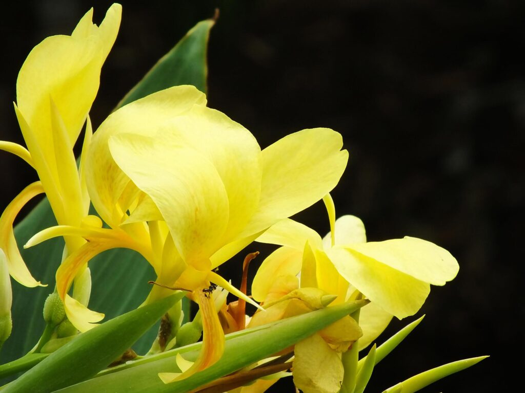 beautiful Yellow flower blooming isolated on smooth dark background with copy space for text. Spring season concept Stock Free