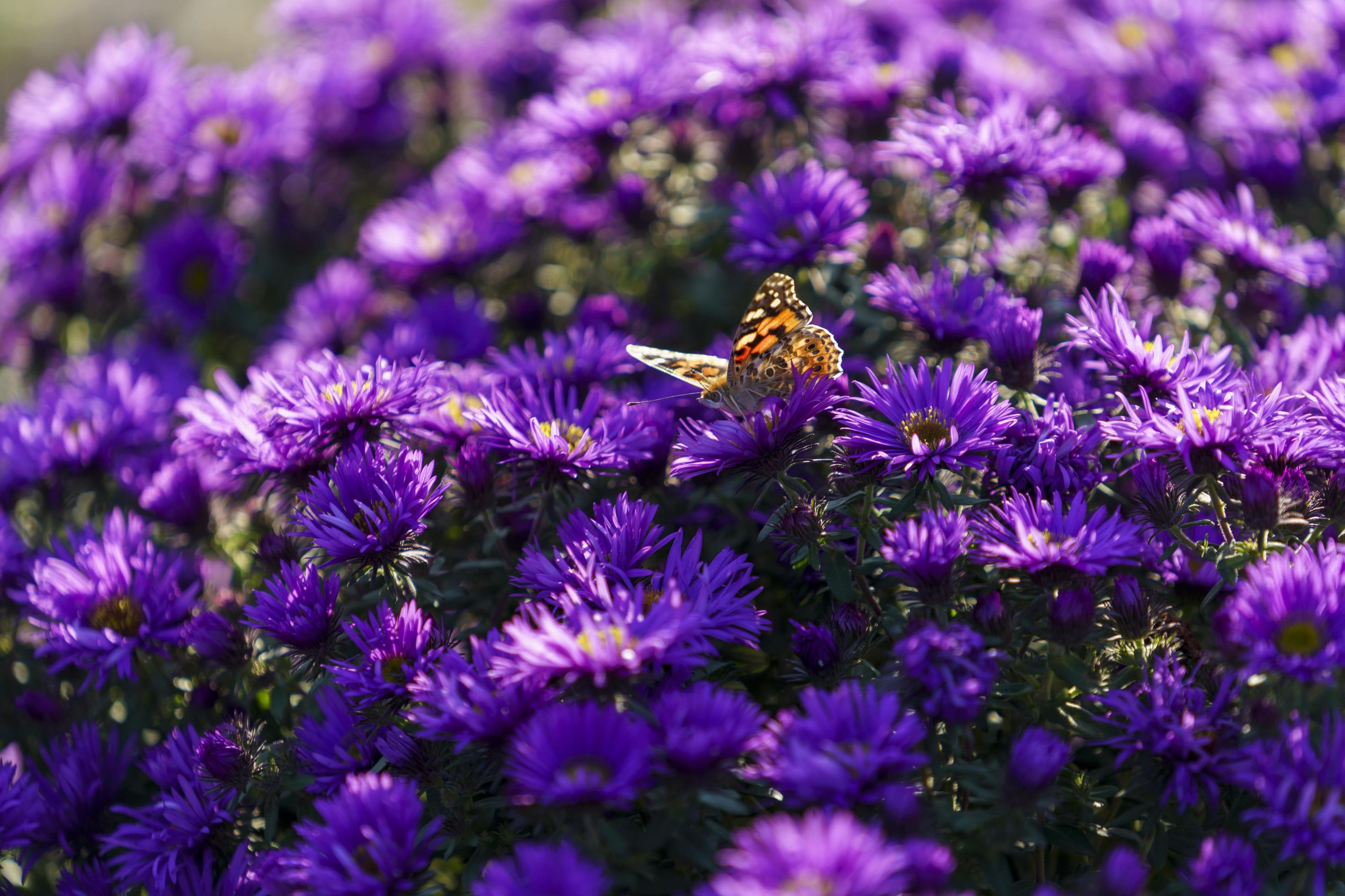 flowers Symphyotrichum novi-belgii purple color Stock Free