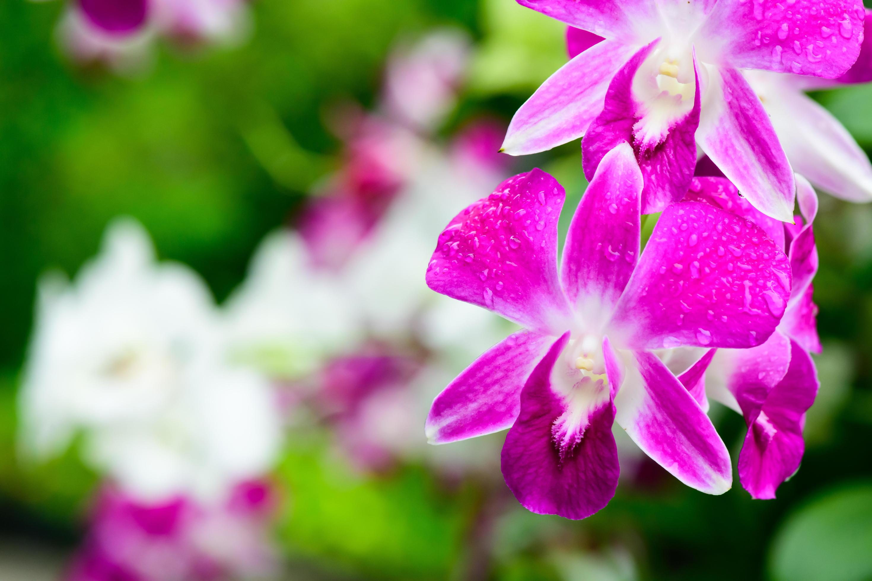 Purple fresh Orchids flowers in garden Stock Free