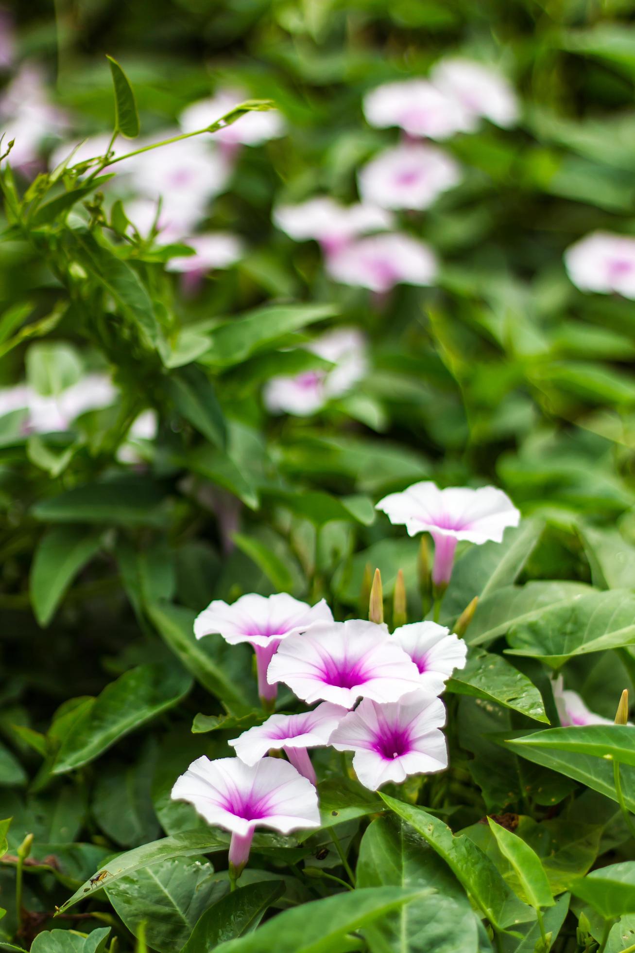 Purple and white morning glory flower. Stock Free