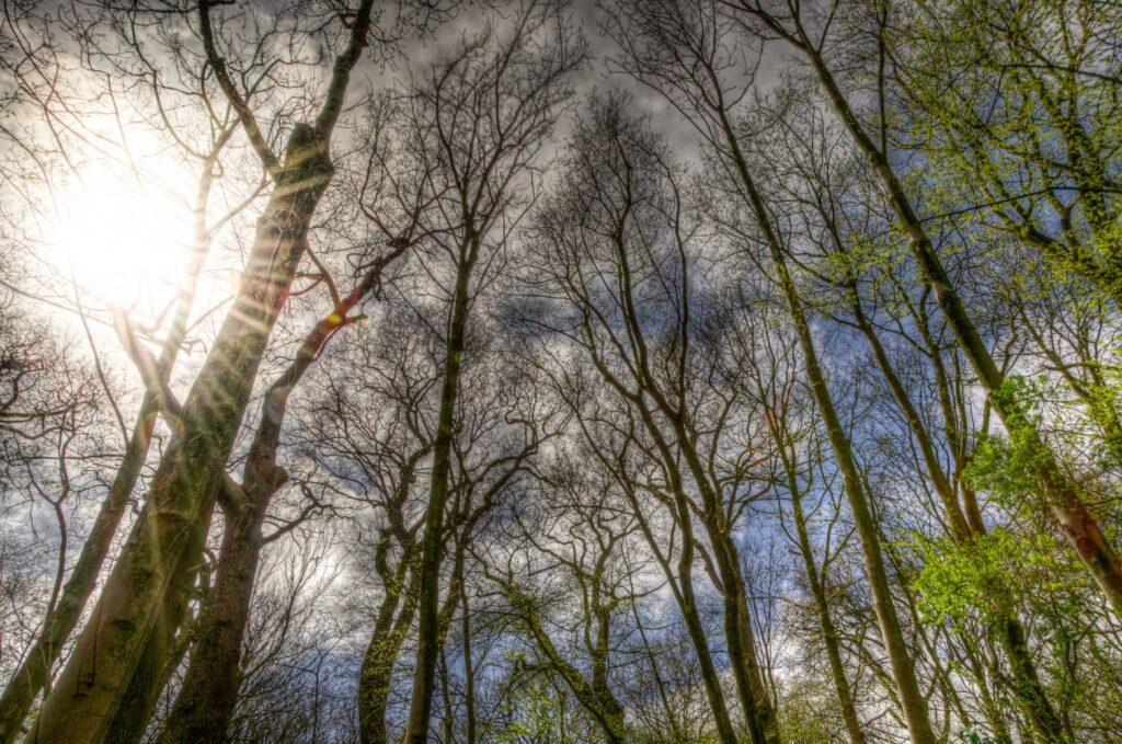 Trees in high dynamic range Stock Free