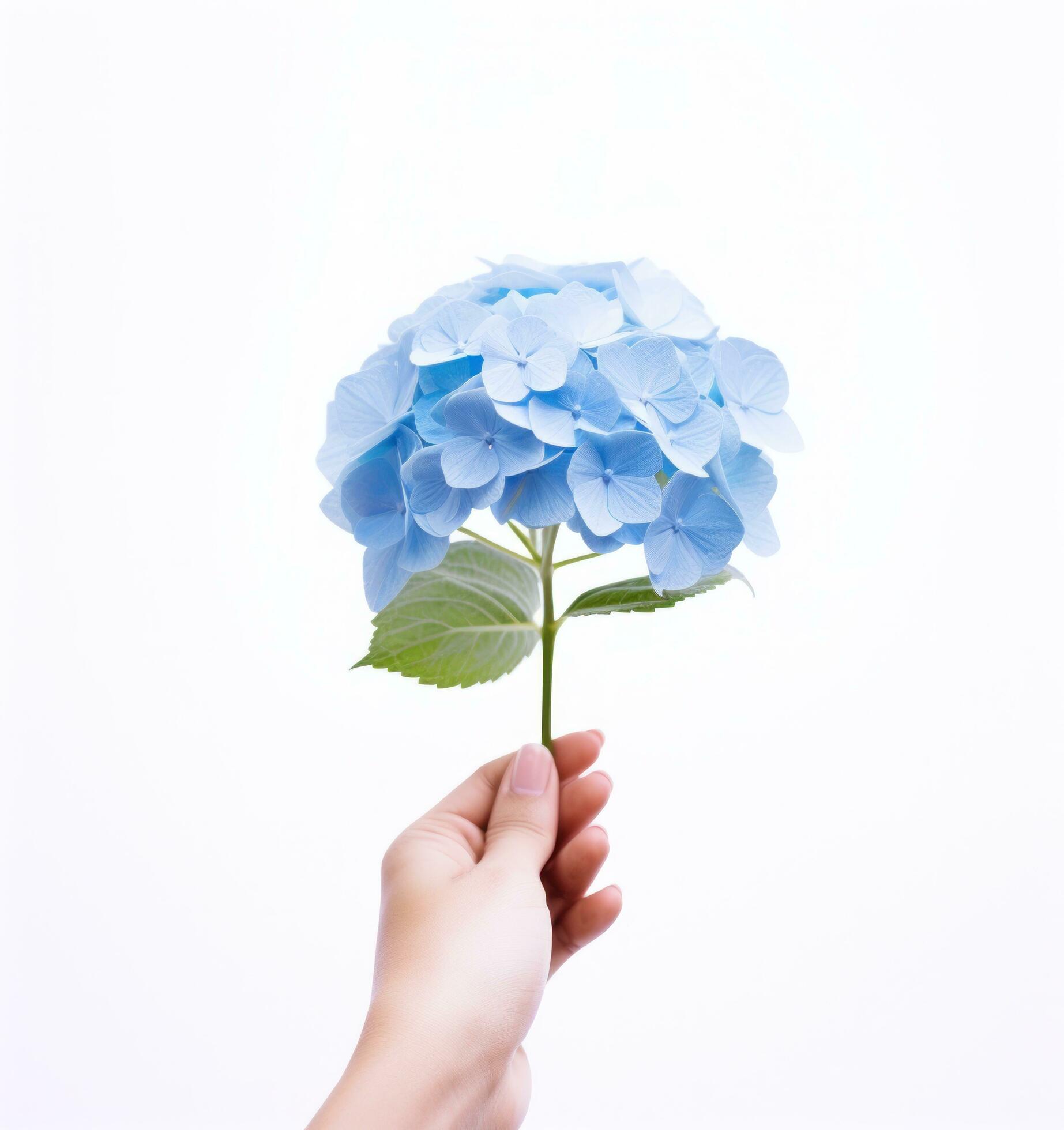 Hand holding a blue hydrangea flower Stock Free