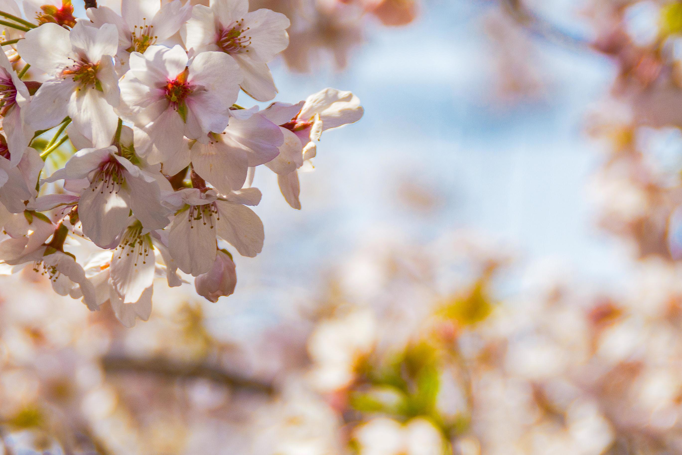 Pink Sakura Flowers Bokeh Bakground Stock Free