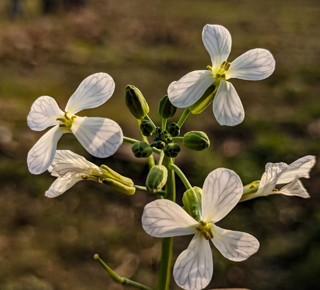 Spring blooming flower Stock Free