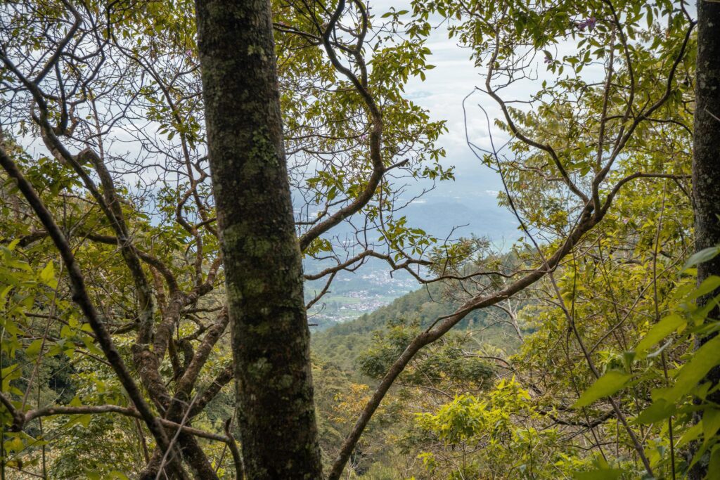 The way going to deep forest when spring time. The photo is suitable to use for adventure content media, nature poster and forest background. Stock Free