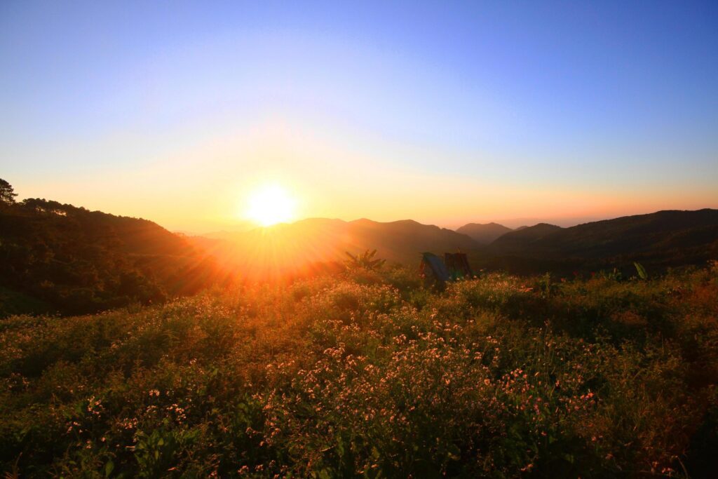 Beautiful bloming wild flowers fields and meadow in springtime on sunset and natural sunlight shining on mountain. Stock Free