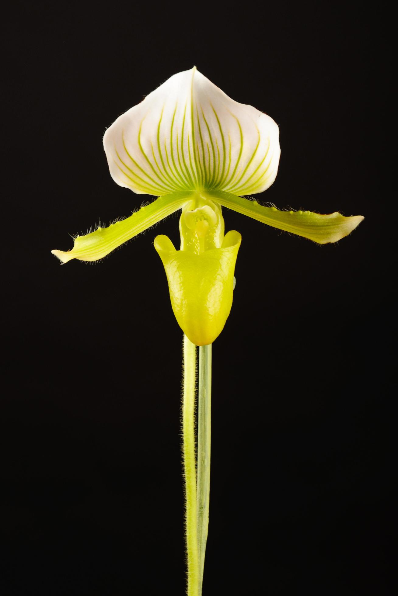 Glen-white flower on black background Stock Free