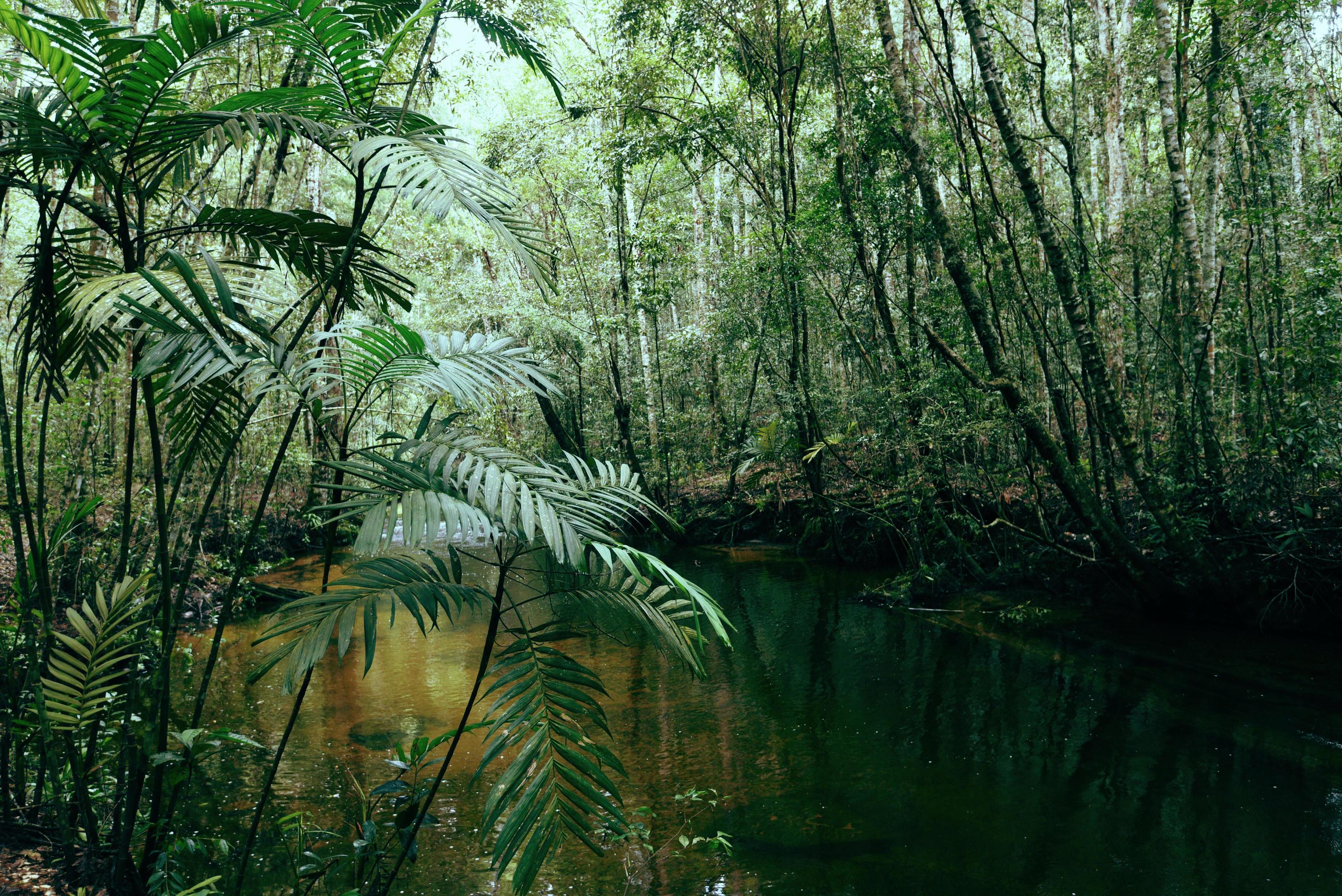 Deep forest river with green plant tree and palm leaves natural green jungle – Leaf beautiful in the rain forest Stock Free