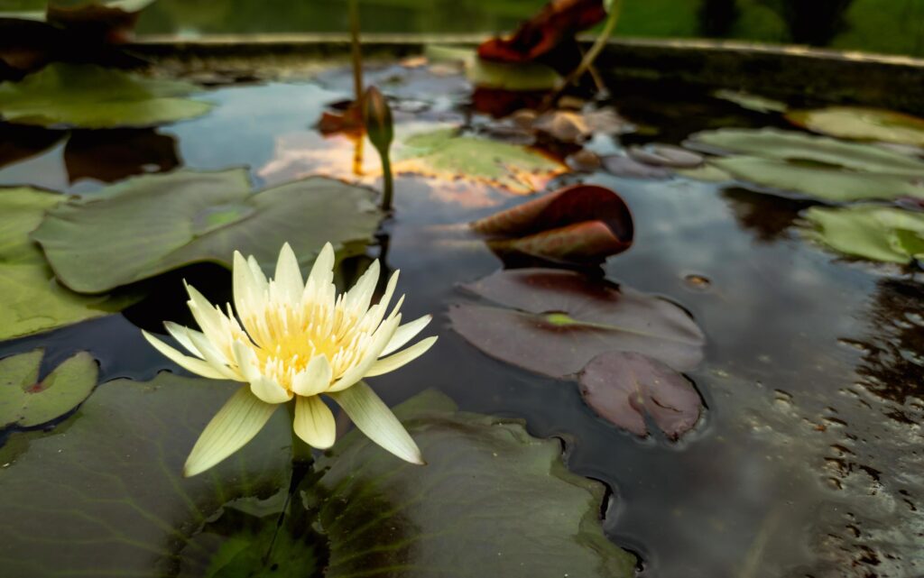 close up photo of beautiful lotus flower selective focus, lotus flower wallpaper, flower natural background Stock Free