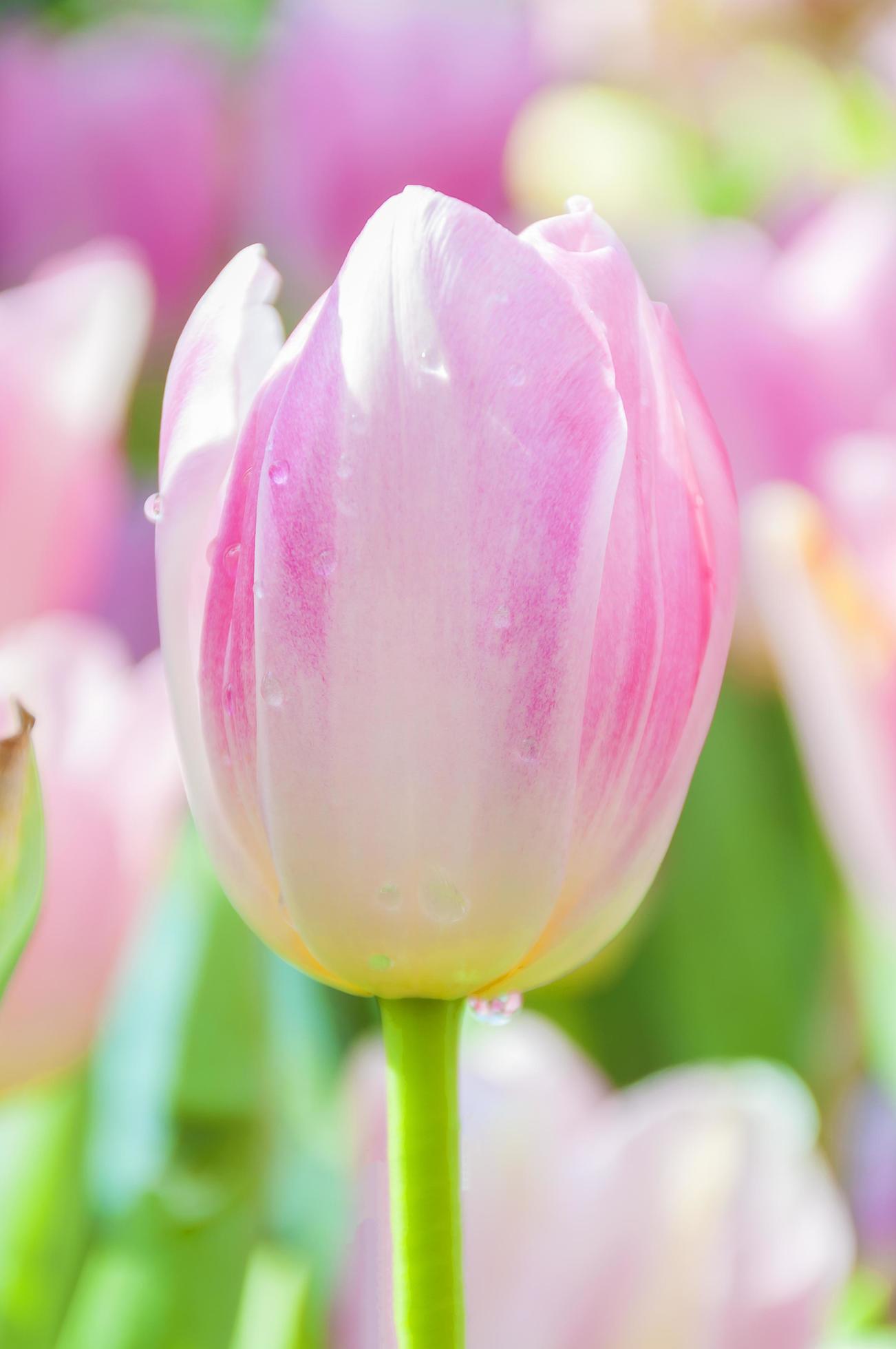 Pink tulip flower Stock Free