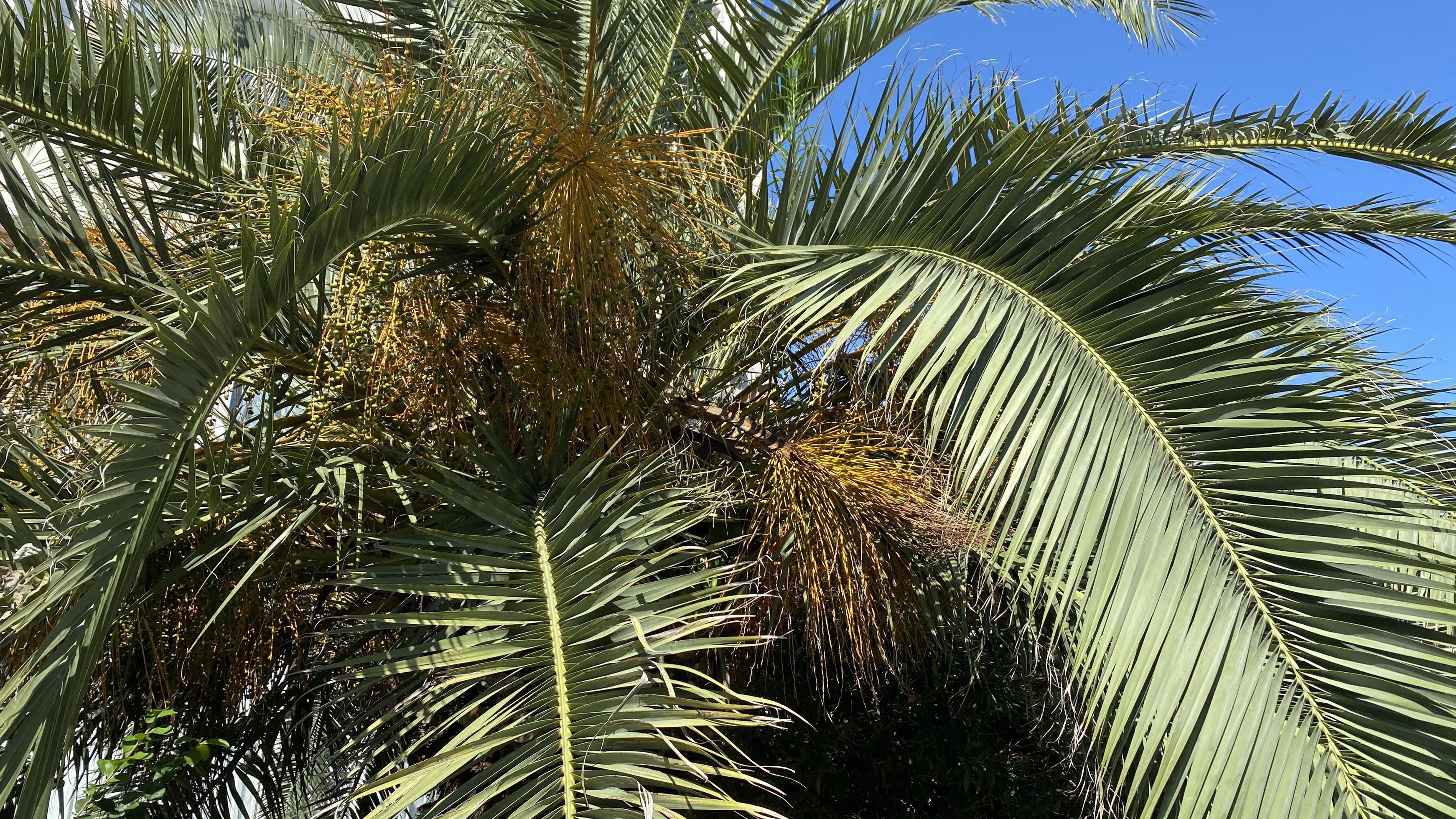 Natural background with green palm leaves against the sky Stock Free