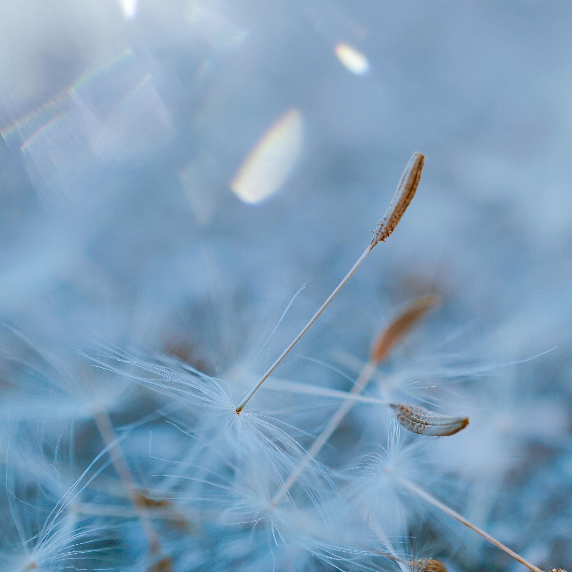 A beautiful dandelion flower in the spring season Stock Free