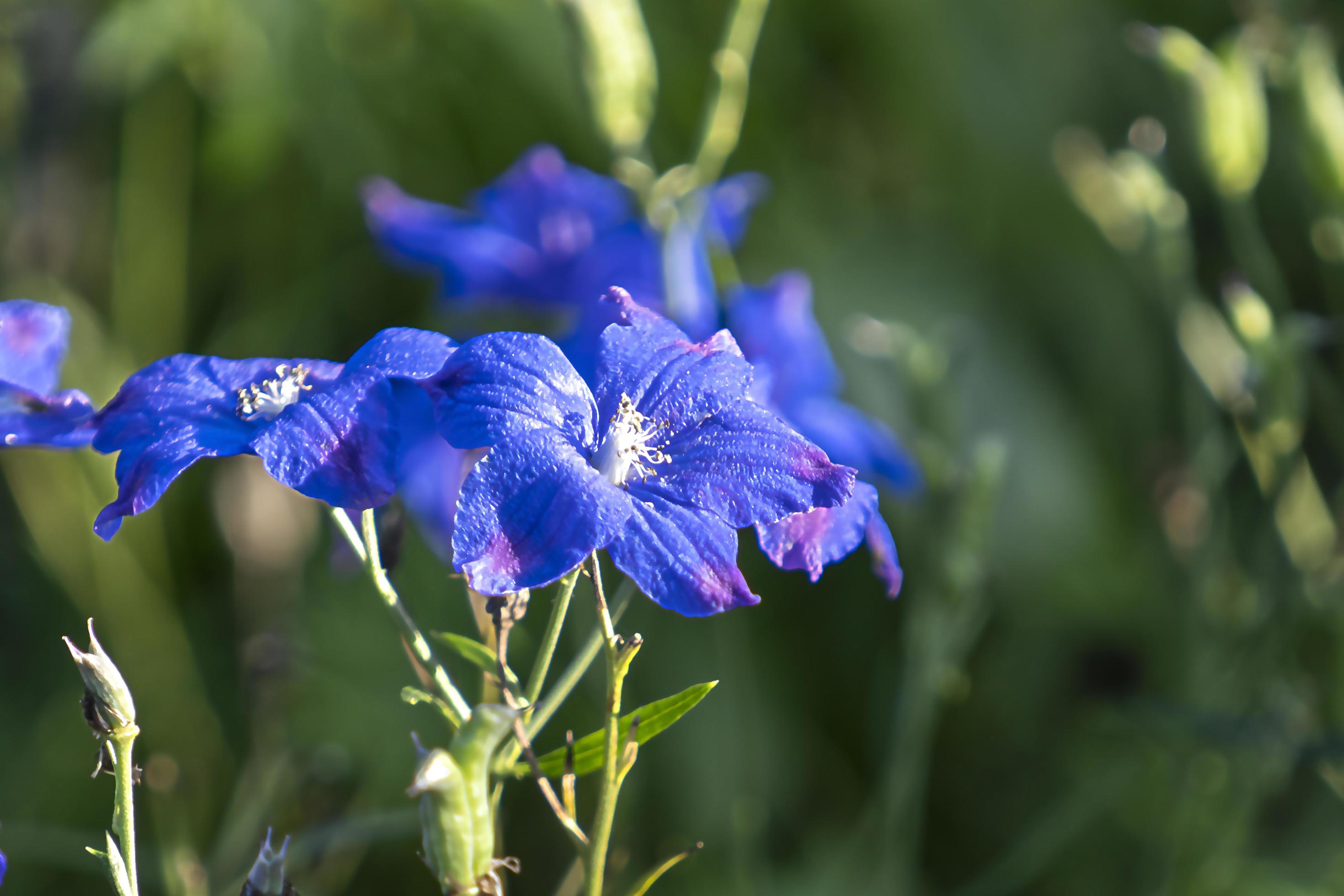 Beautiful blue flowers on a green blurred background Stock Free