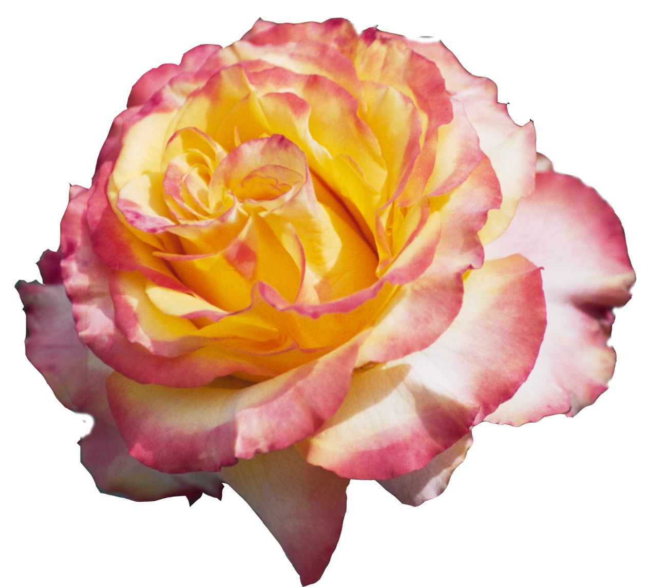 Pink-and-yellow rose Stock Free