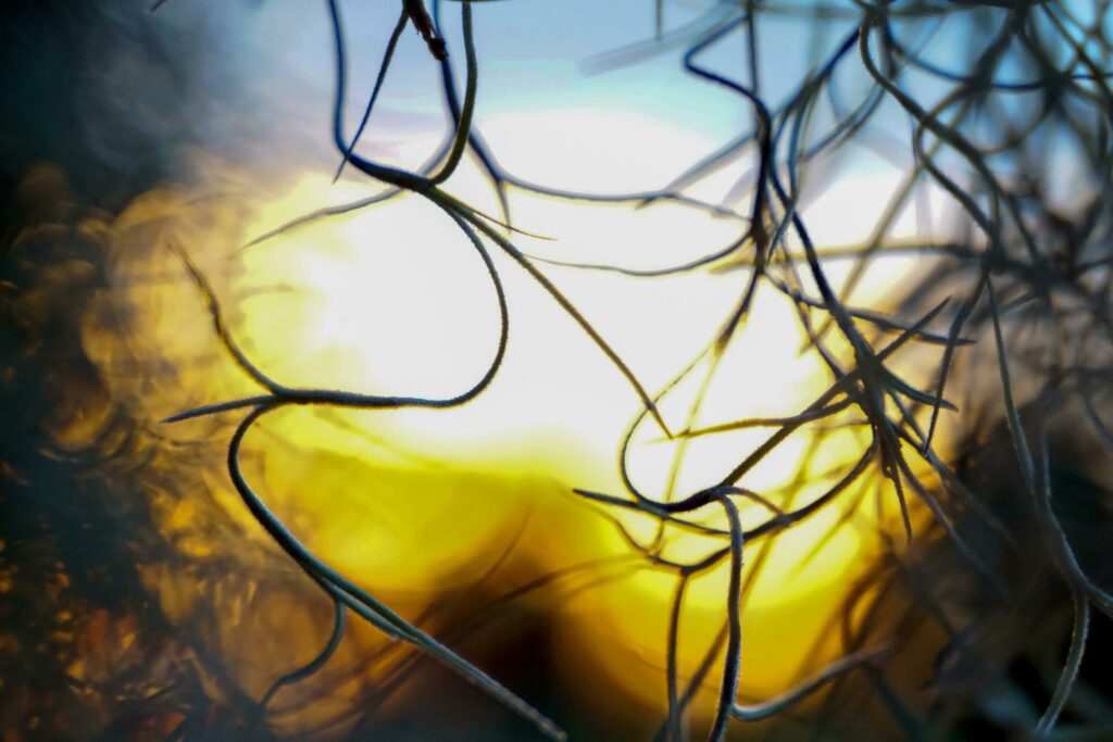 Spanish Moss abstract background against the rays of the setting sun. Concept bokeh and background bokeh from nature, soft and selective focus. Stock Free