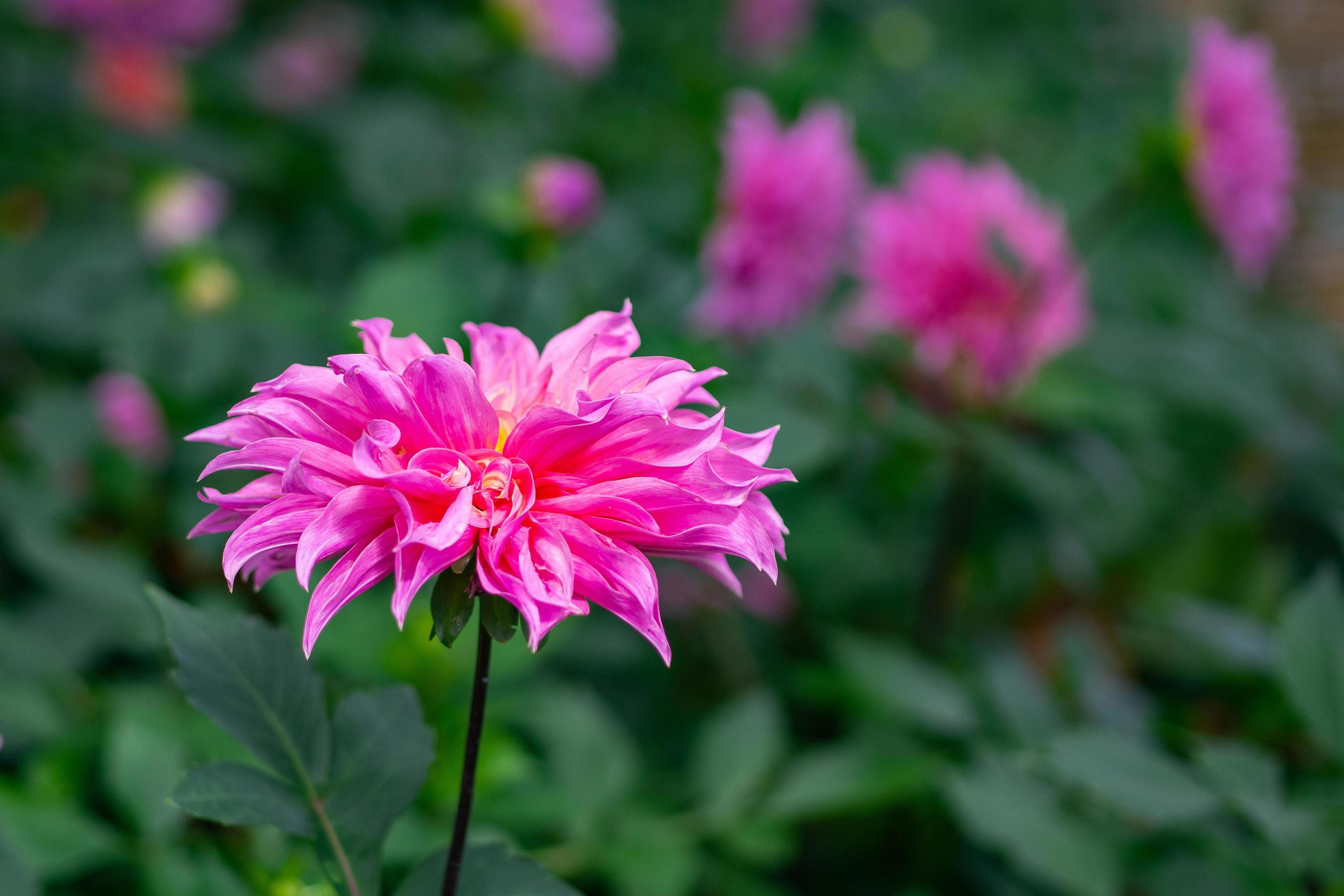 Beautiful pink dahlia flower are blooming in the garden Stock Free