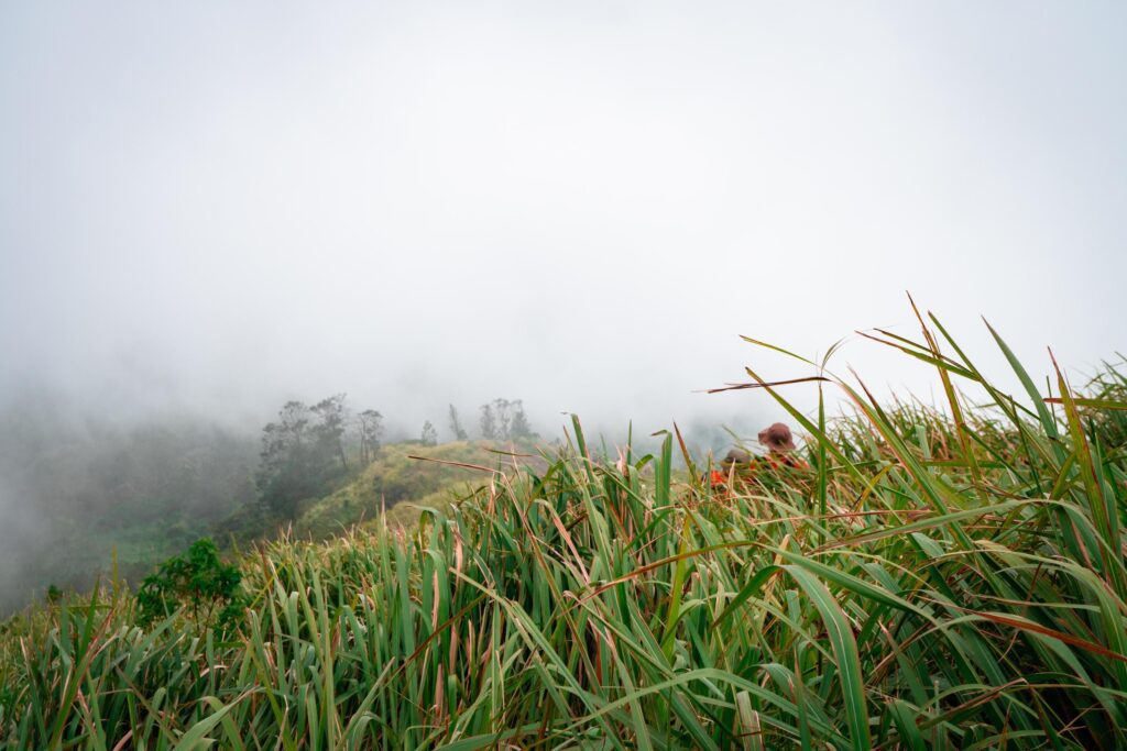 The way going to peak mountain, with Savana and foggy vibes. The photo is suitable to use for adventure content media, nature poster and forest background. Stock Free