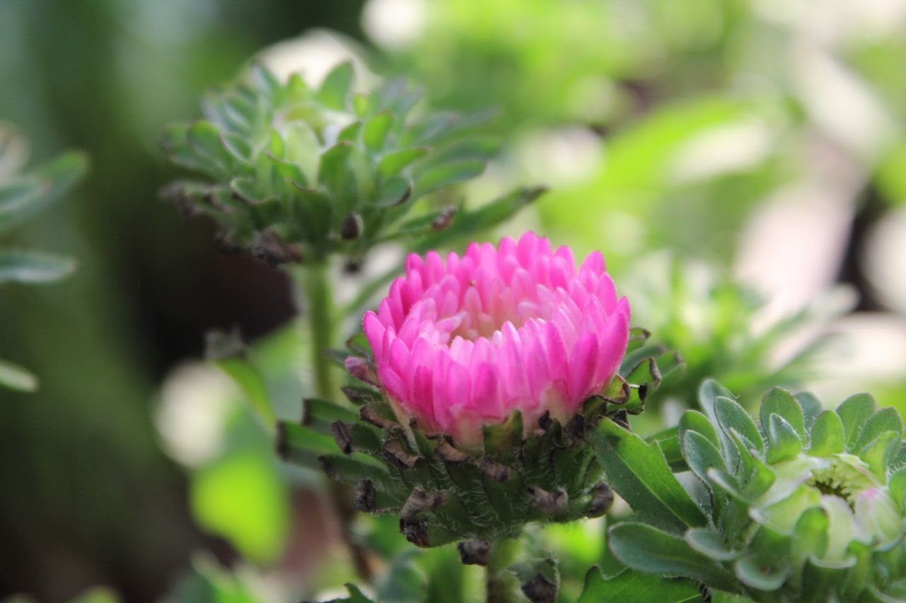 Pink Chrysanthemum Stock Free