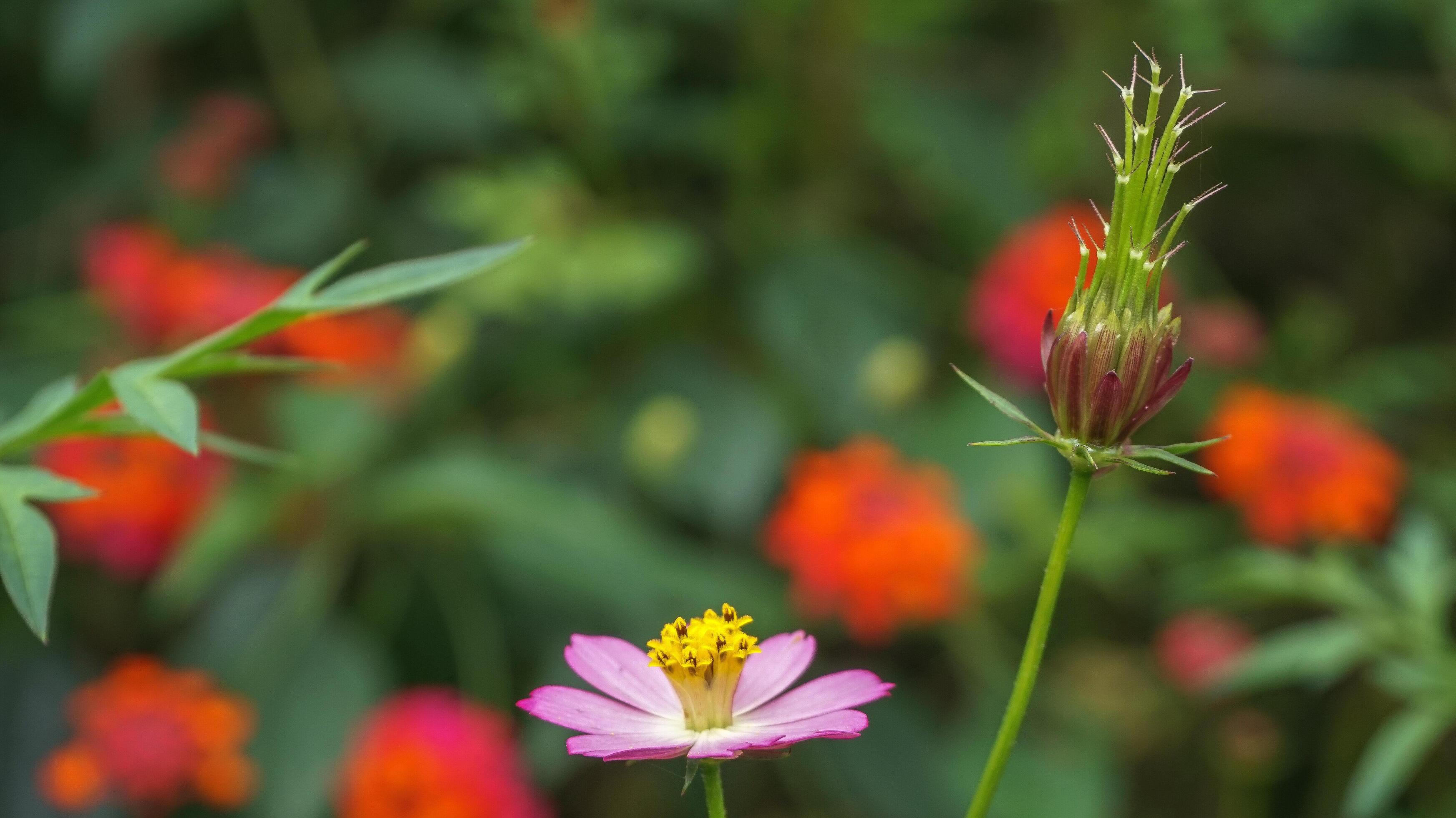 beautiful,Colorful flower background images,nature background Stock Free