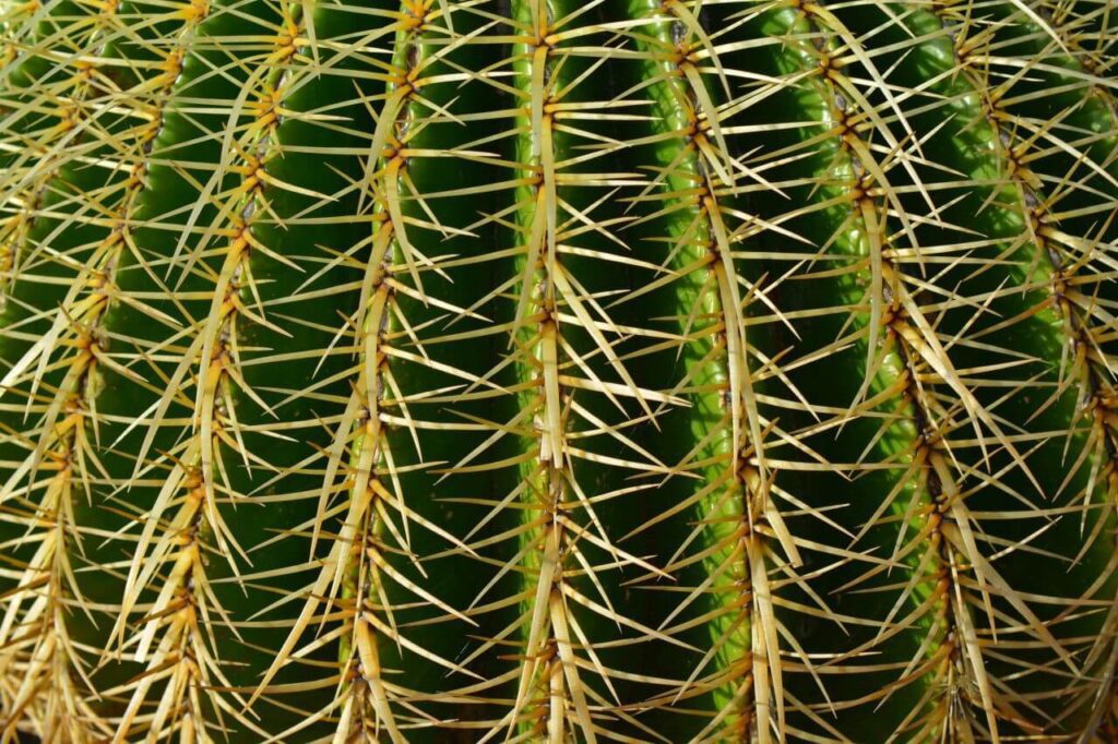 Cactus Stock Free