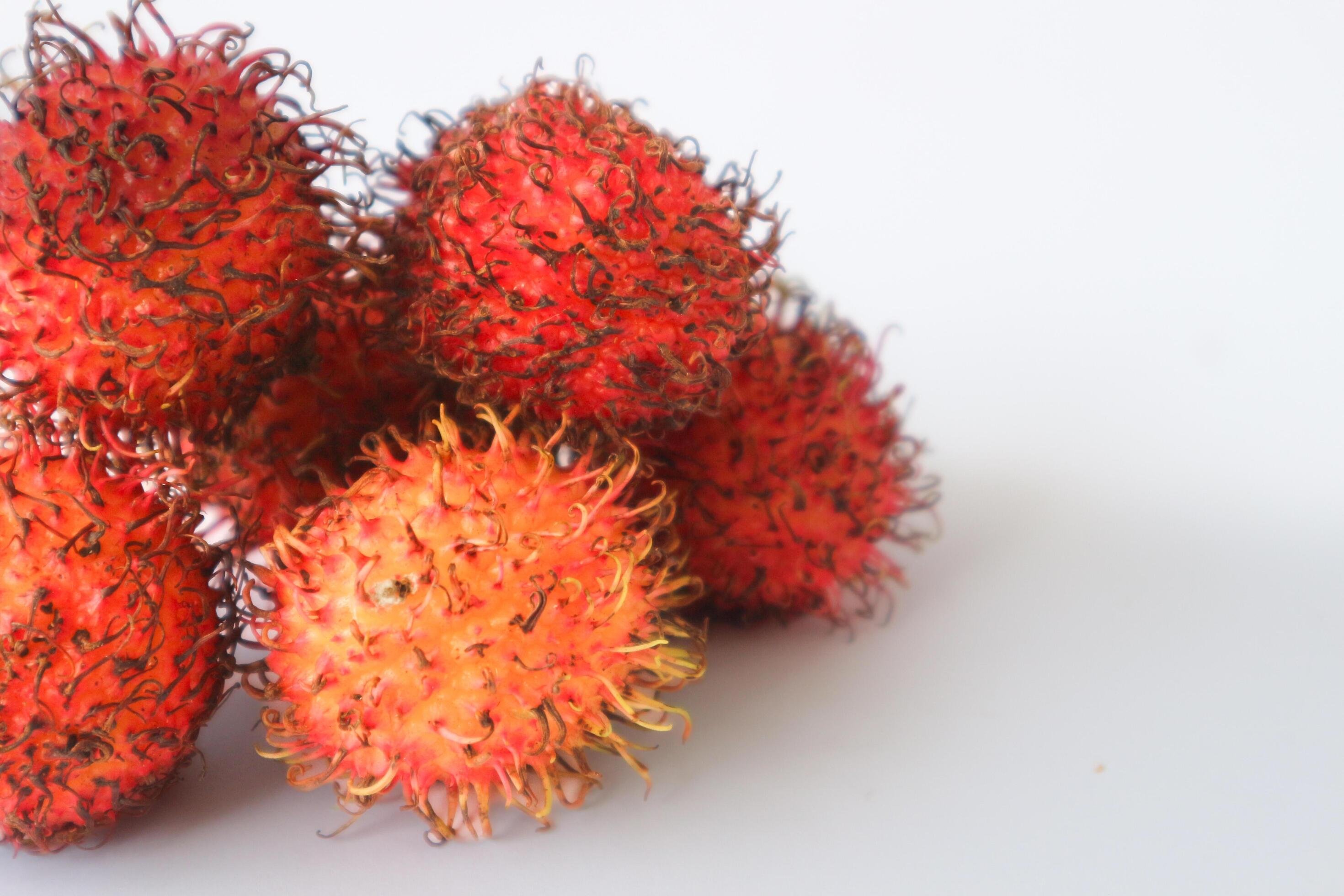 Rambutan taxonomic name, Nephelium lappaceum is a medium sized tropical tree in the Sapindaceae family Stock Free