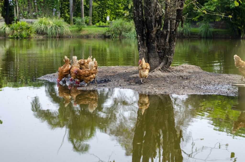 flock of brown chickens drinking water in a natural pond. Stock Free