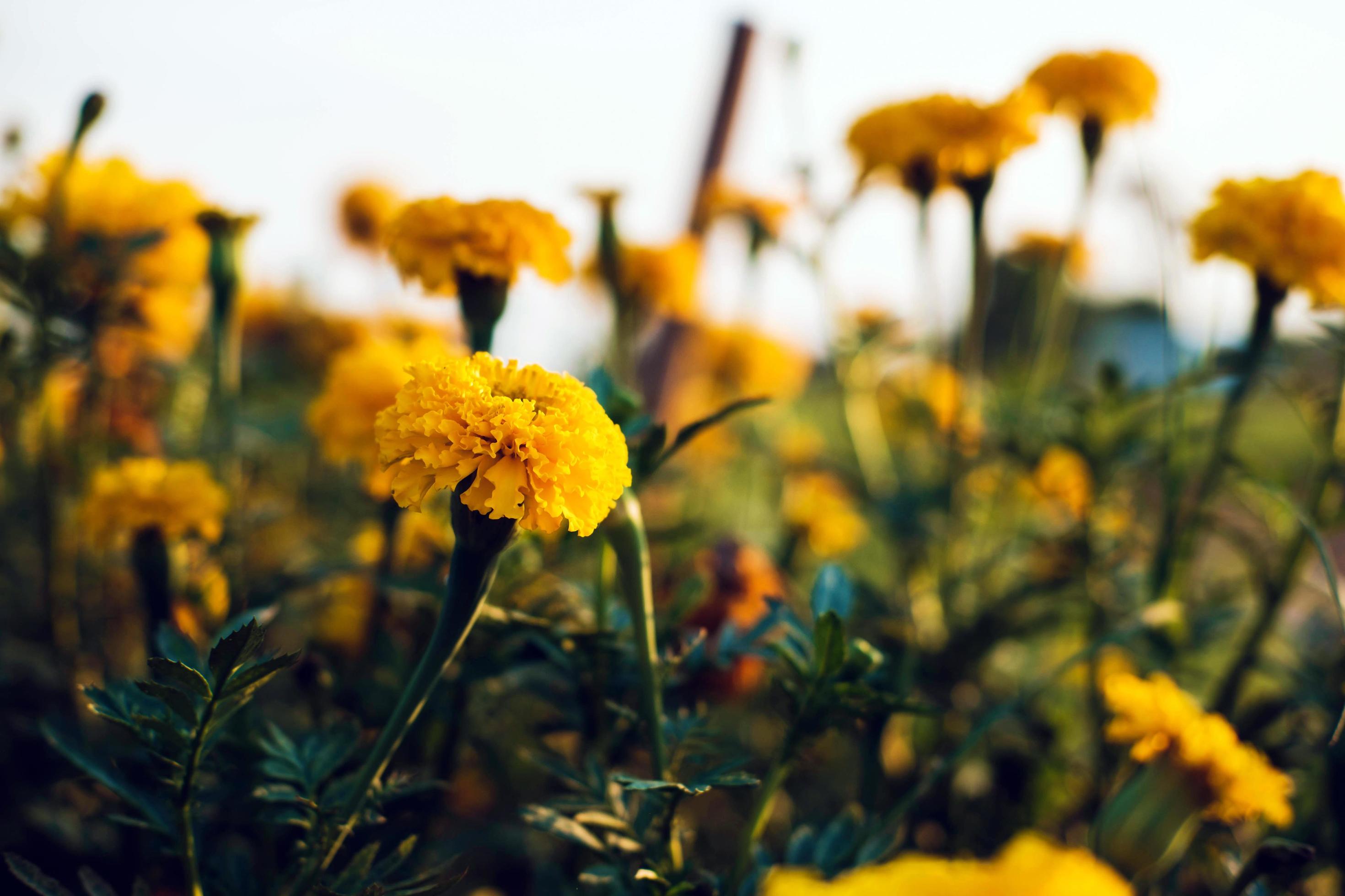 Beautiful field of blooming marigold flower against sunset golden light and blurry soft ten marigold flower field natural background Stock Free