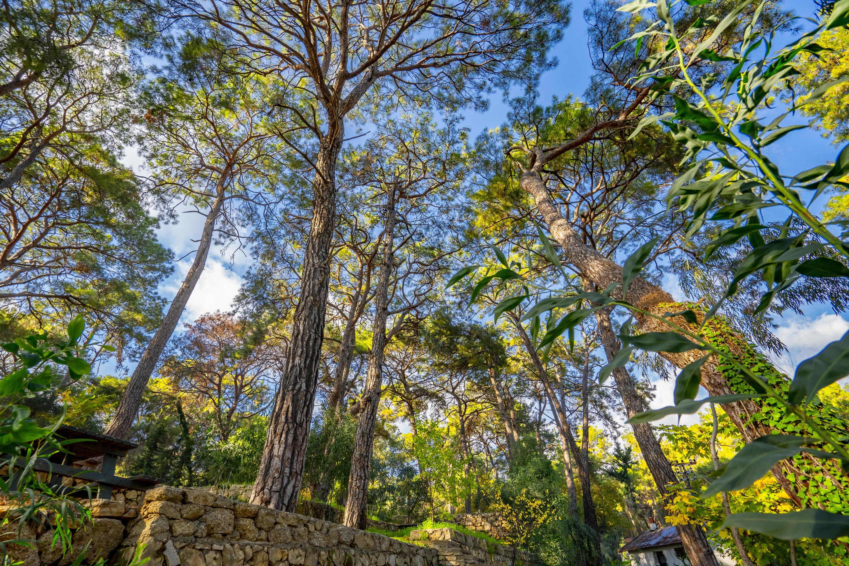 peaceful natural environment in the forest Stock Free