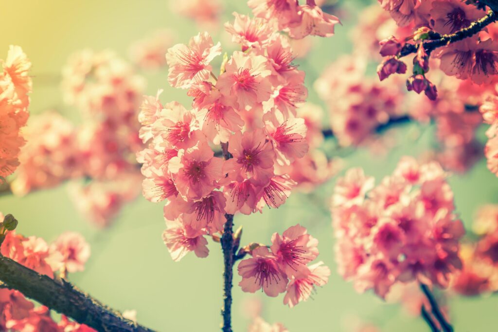 cherry blossom vintage and soft light for natural background Stock Free