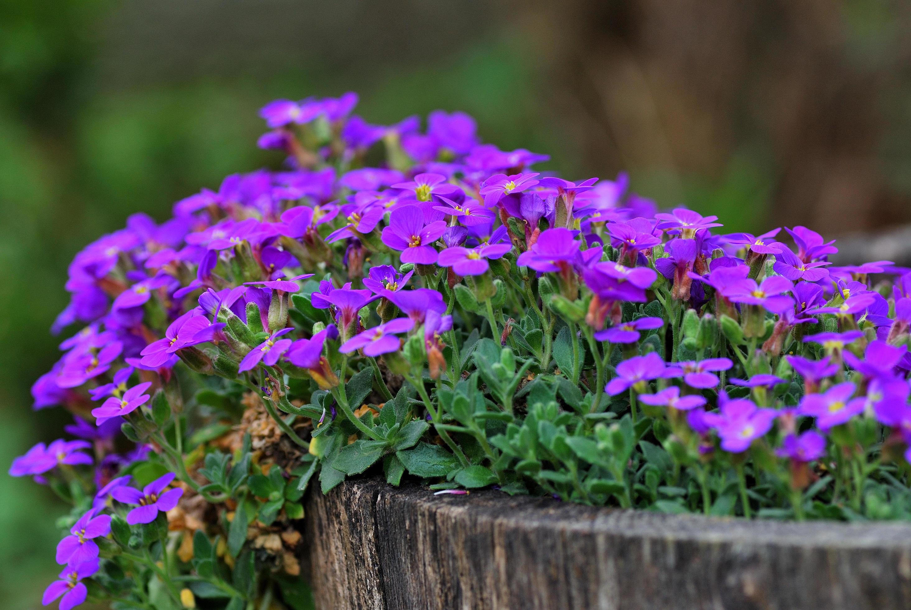 purple flowers on white background Stock Free