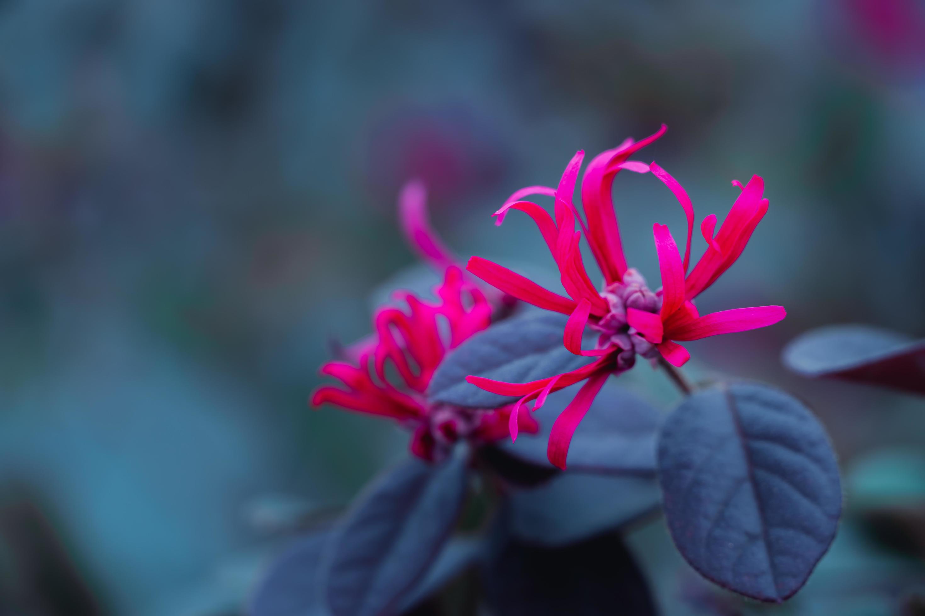 Beautiful blooming pink flowers on blur background in garden, Red Loropetalum Chinense Flower Stock Free