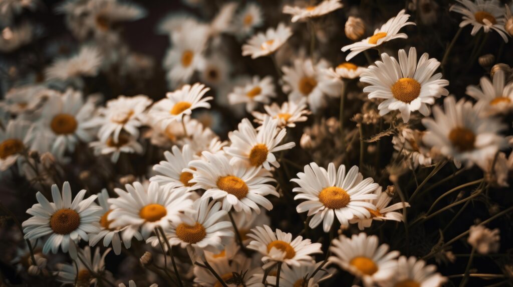 Chamomile flowers background. Illustration Stock Free