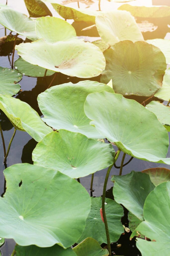 Pink Lotus bud in the pond with natural light and sunray in the water lily flowers garden. Stock Free