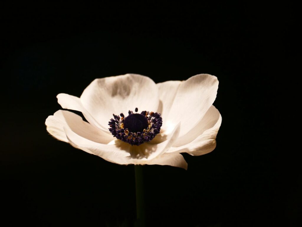 Anemone Stock Free