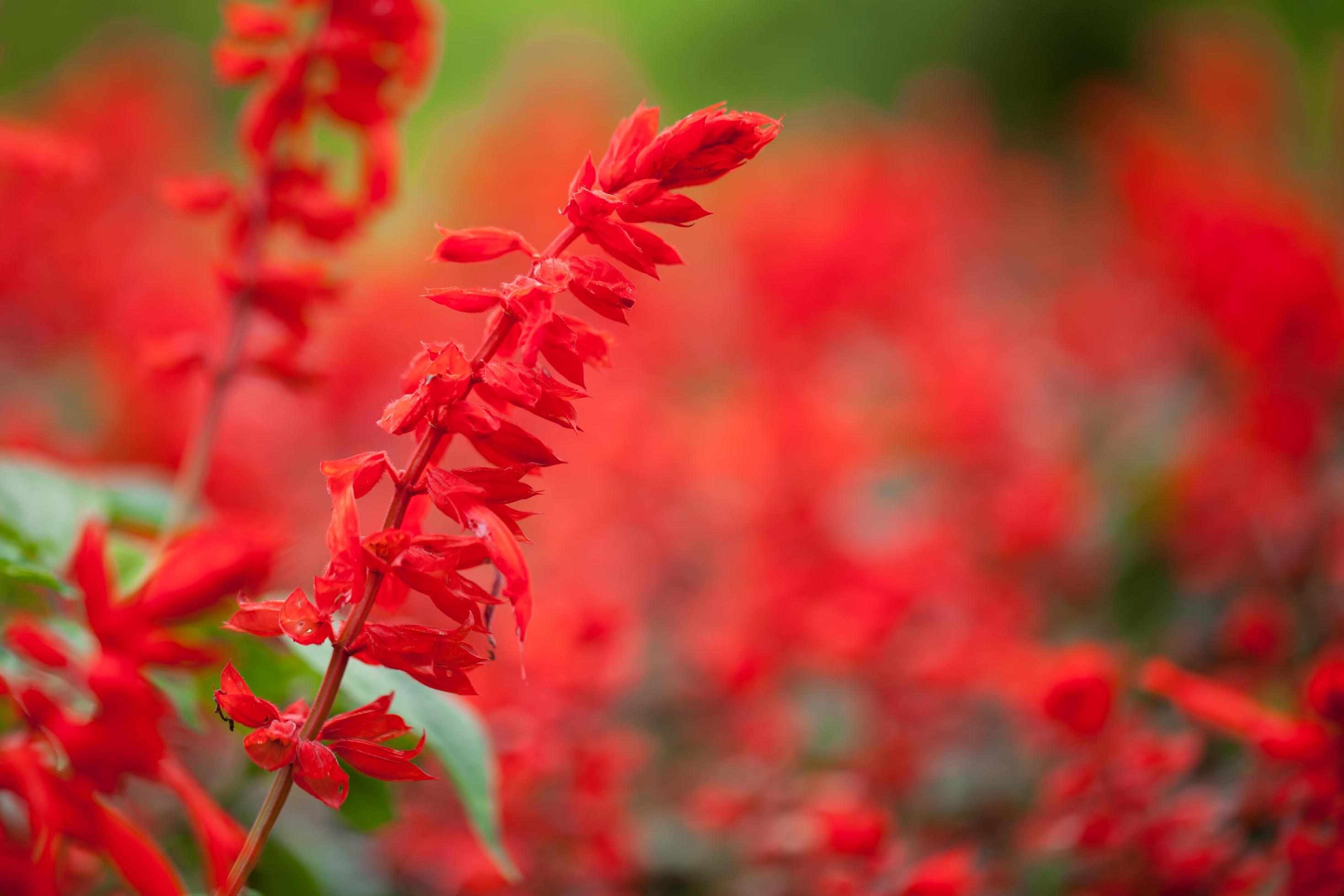 Close-up Red Salvia flower Stock Free