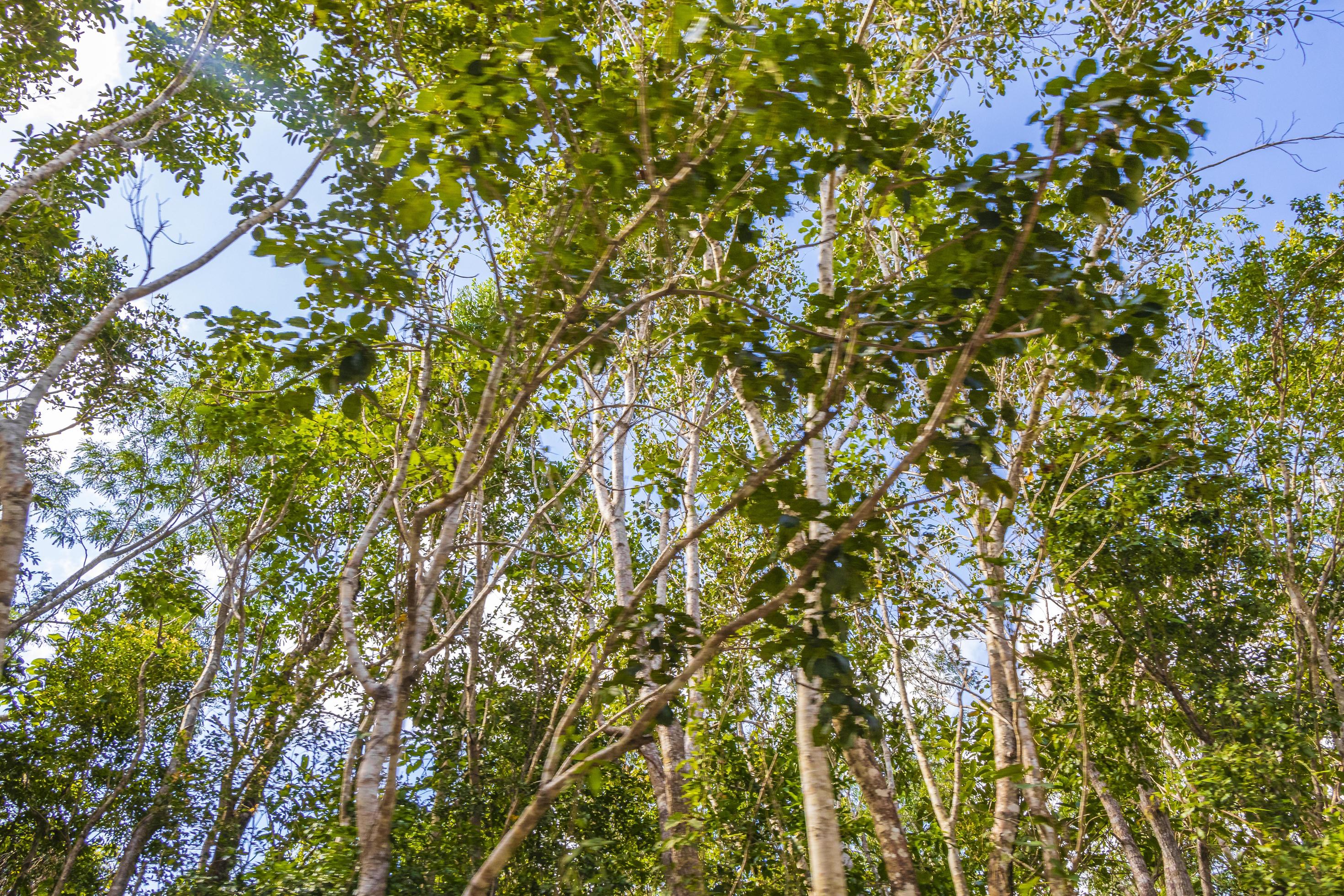 Tropical plants at natural jungle forest Playa del Carmen Mexico. Stock Free