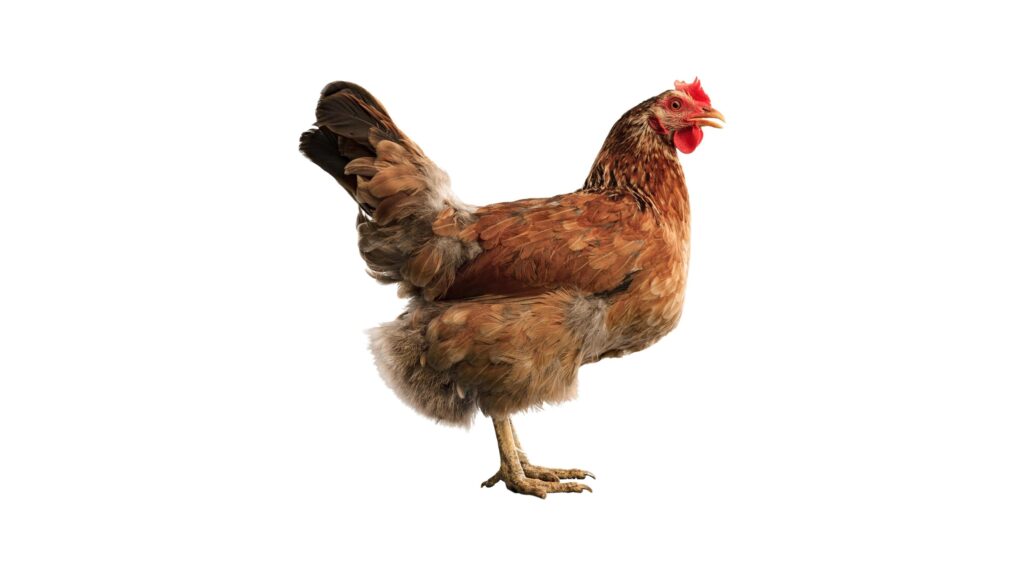 chicken isolated on a white background Stock Free