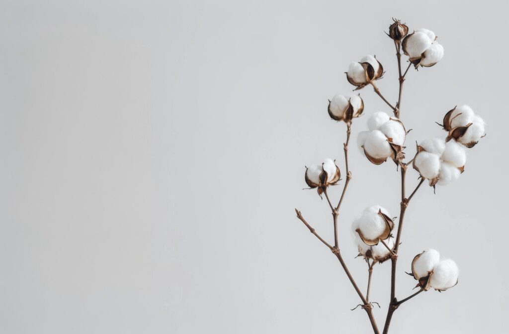 Cotton Plant With White Flowers on Gray Background Stock Free