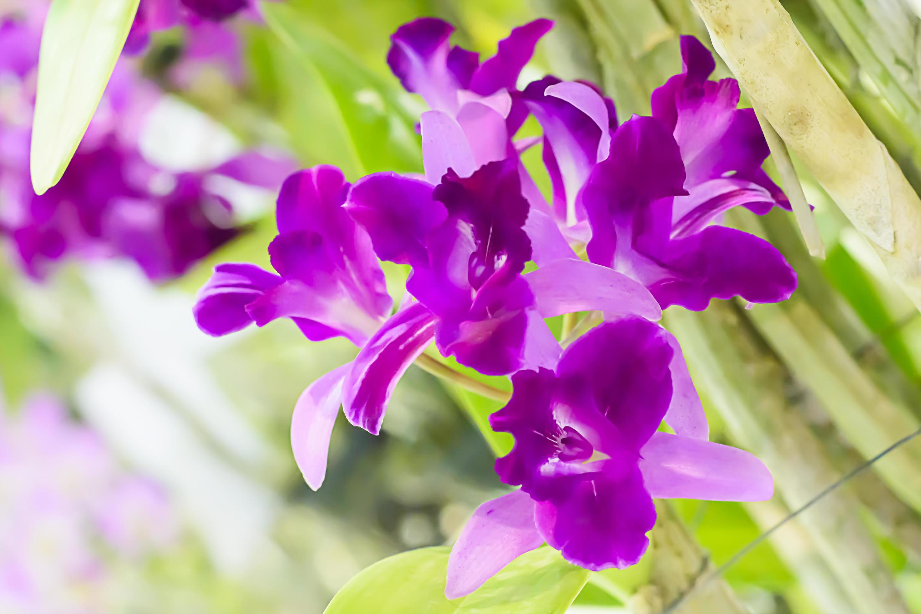 Orchidaceae is a diverse and widespread family of flowering plants, with blooms that are often colourful and often fragrant. Stock Free