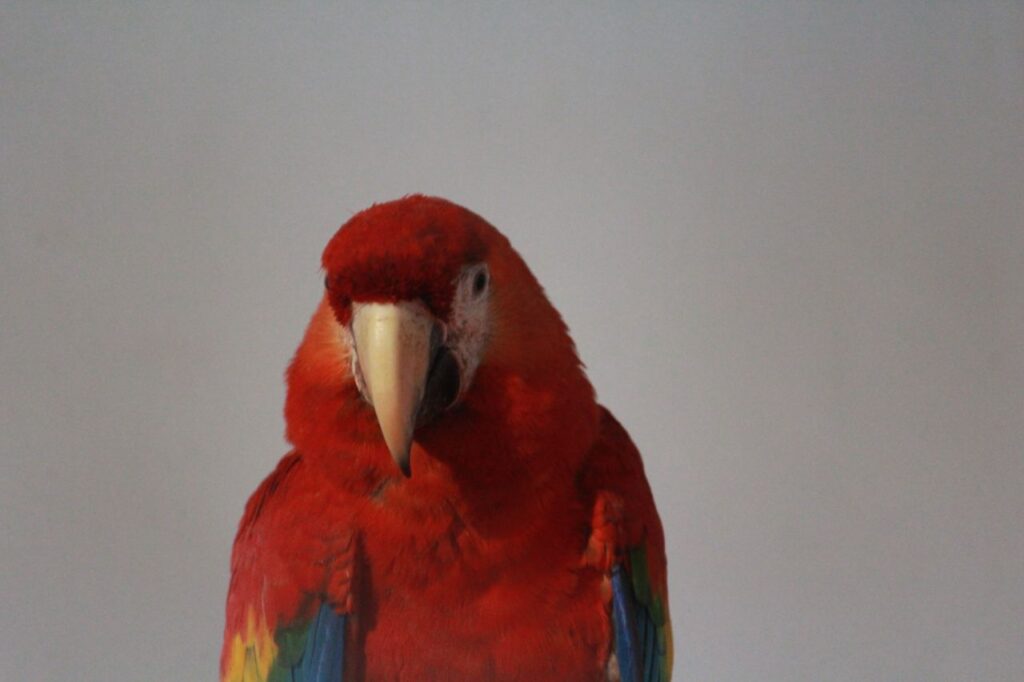 Beautiful Scarlet Macaw Stock Free