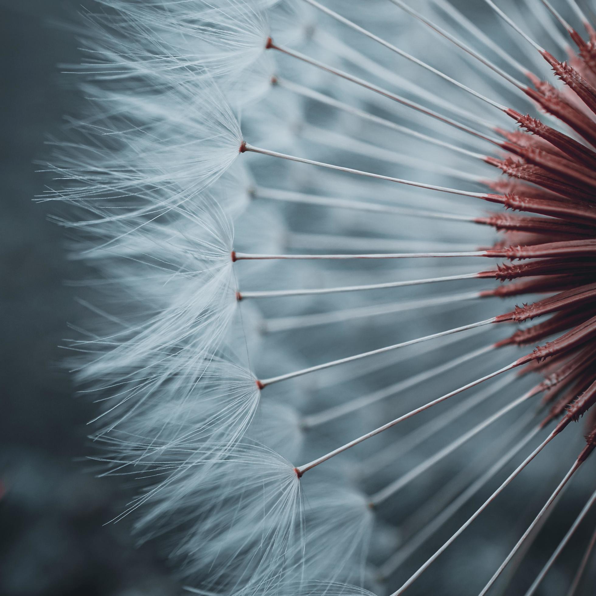 beautiful dandelion flower seed in springtime Stock Free