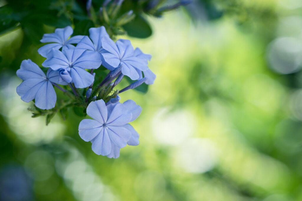 beautiful blue flower of Plumbago auriculata in garden, Stock Free