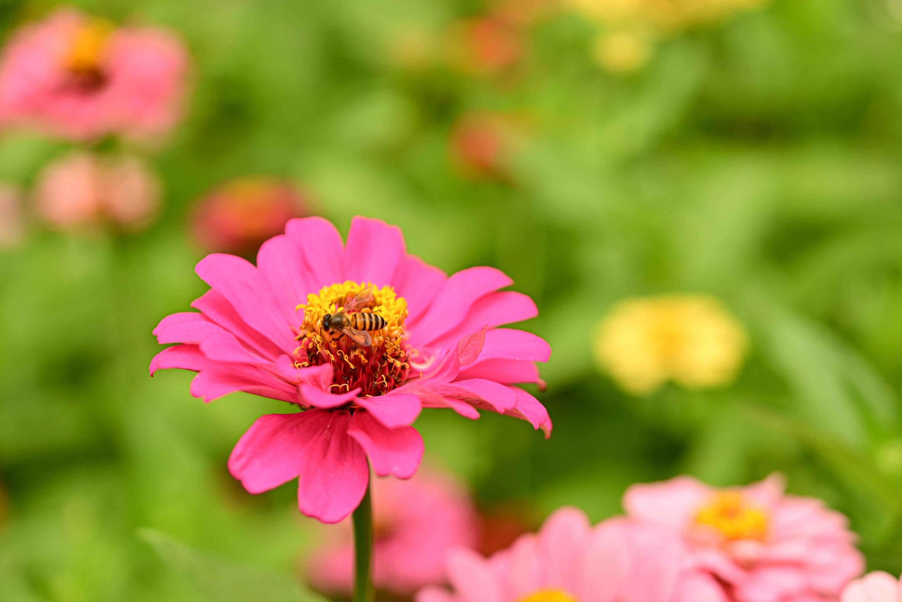 Zinnia flowers,colorful flowers, tropical flowers, Thai flowers, close up shot. Stock Free