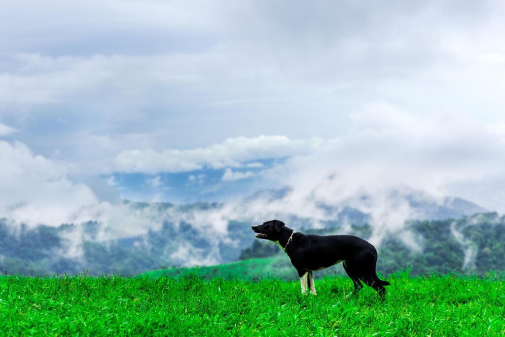 Shepherd dog on the mountain The background is natural scenery. Mountains and fog in the rainy season of Thailand Stock Free