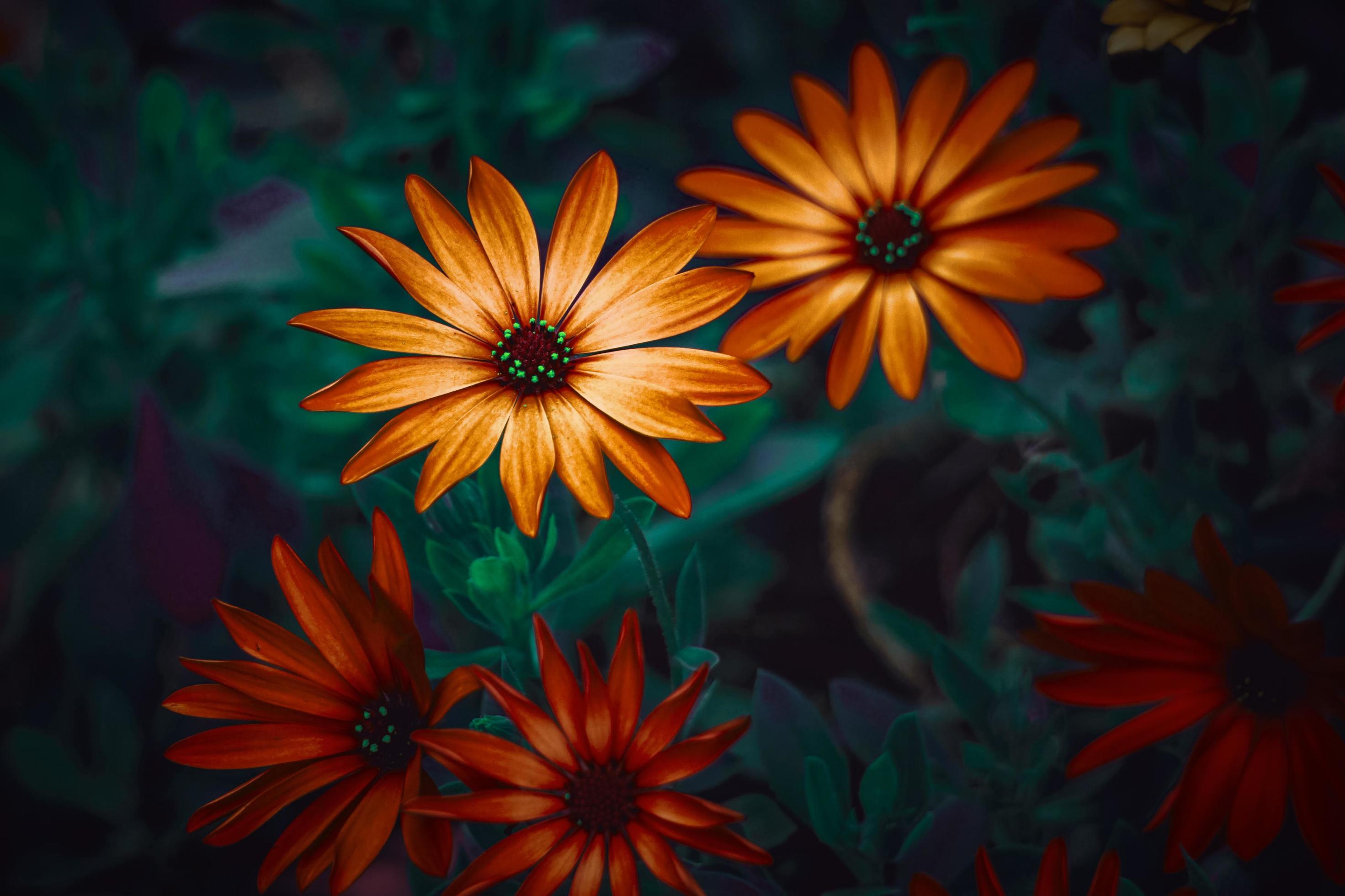 beautiful orange flowers in springtime Stock Free