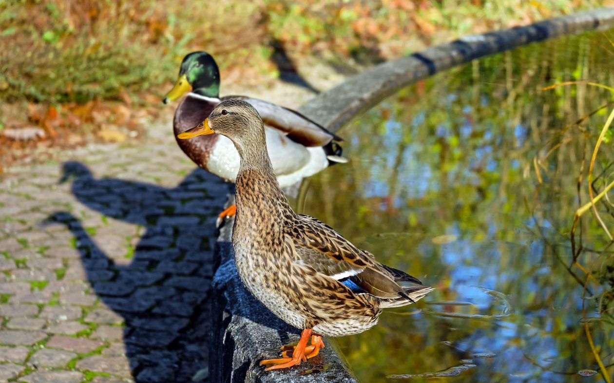 Mallard Ducks on Water Stock Free