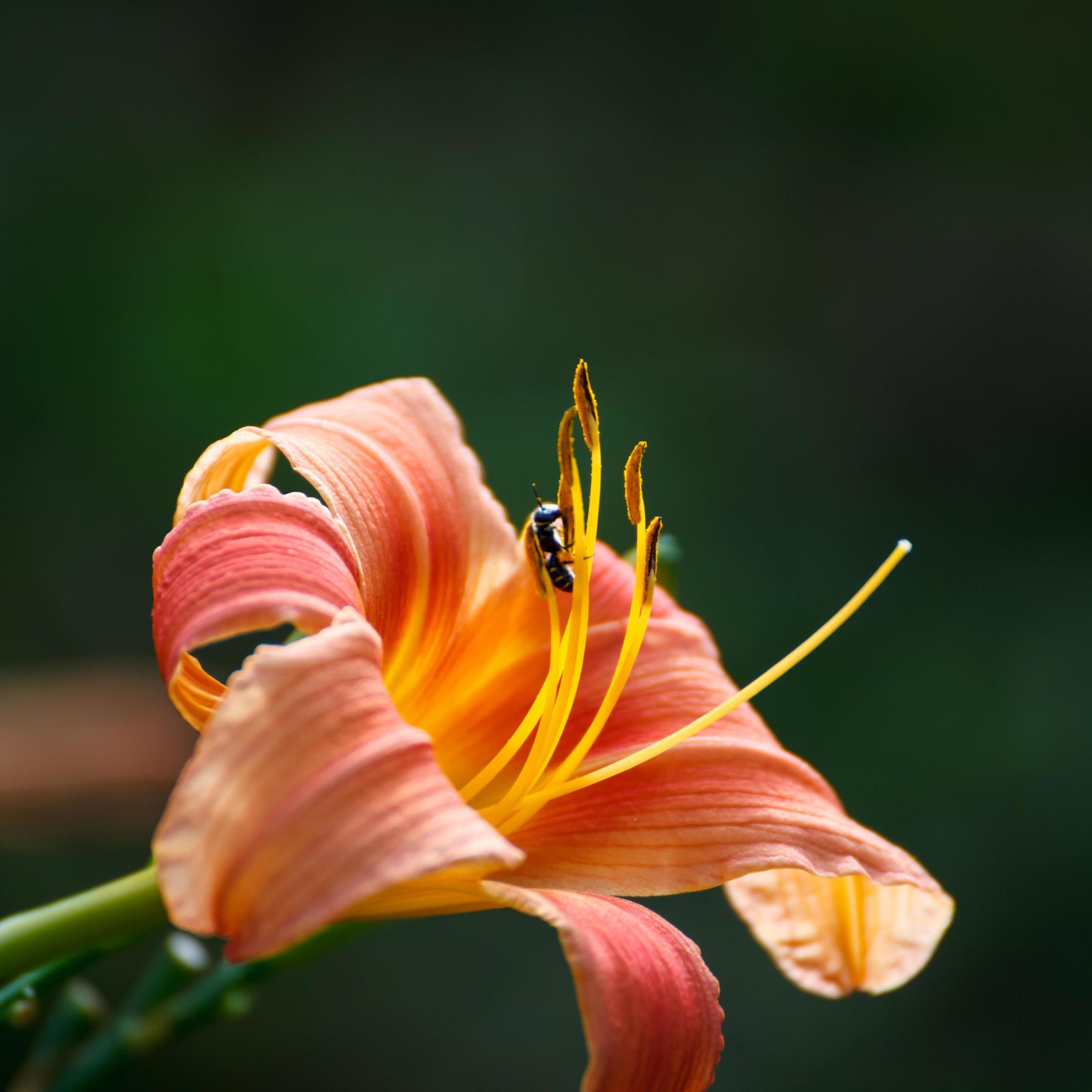 Close-up Bee collect pollen from lily flower Stock Free