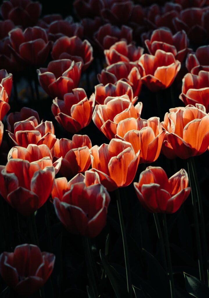 Red and white petaled flowers Stock Free